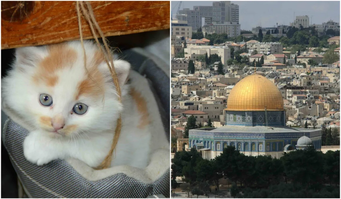 This Man Is Looking After The Cats of Al Aqsa Mosque For Almost 30 Years