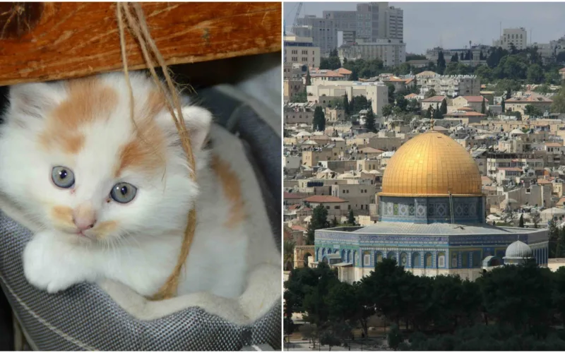 This Man Is Looking After The Cats of Al Aqsa Mosque For Almost 30 Years