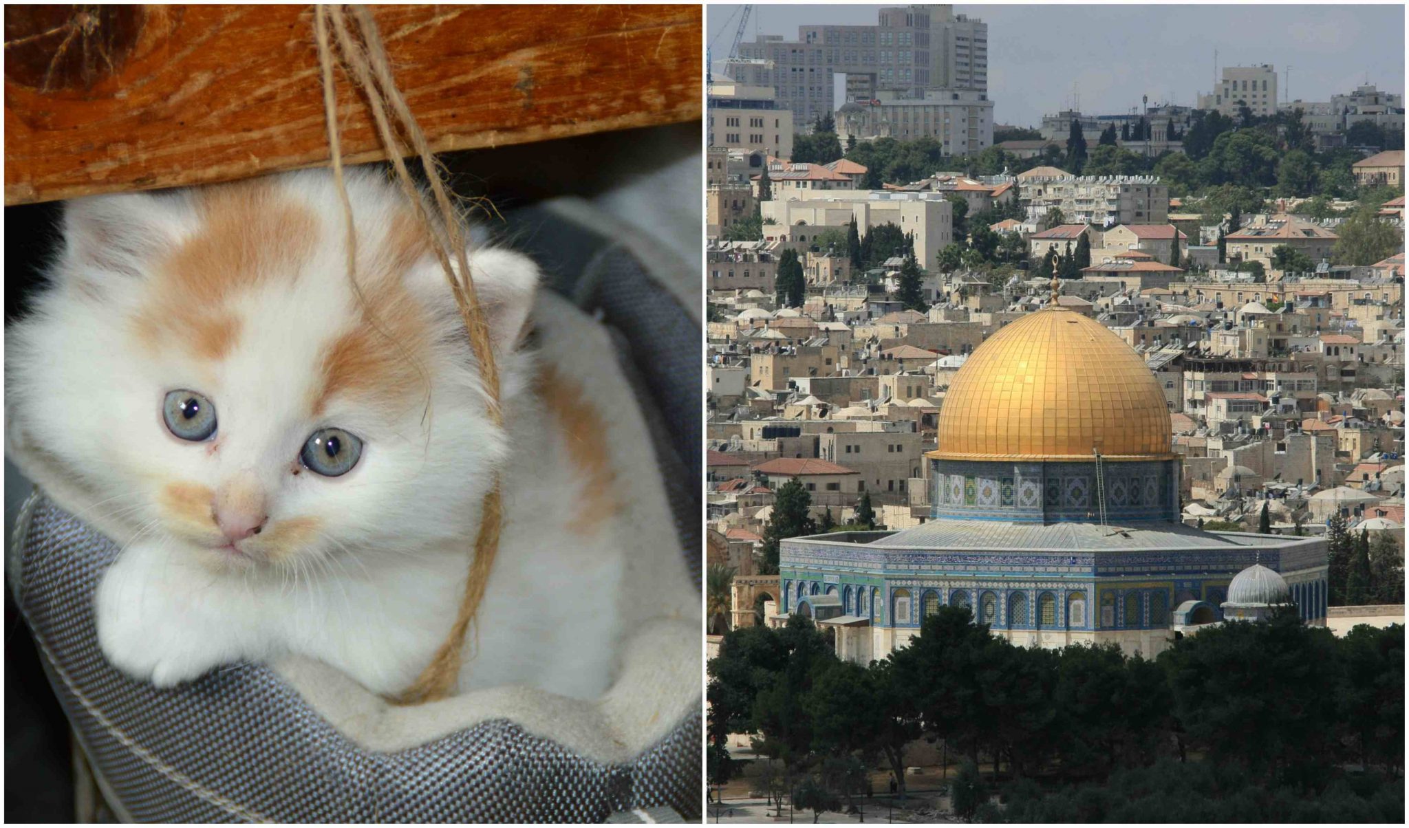 This Man Is Looking After The Cats of Al-Aqsa Mosque For Almost 30 Years