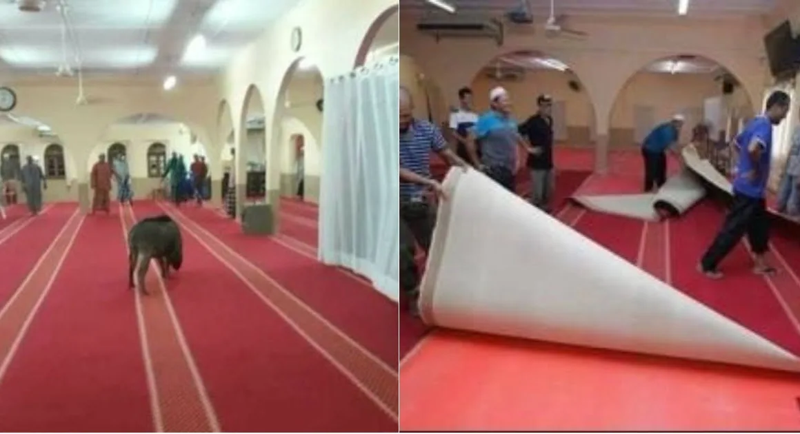 The Pig Broke Into The Mosque In The Midst Of Namaz