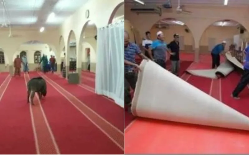 The Pig Broke Into The Mosque In The Midst Of Namaz