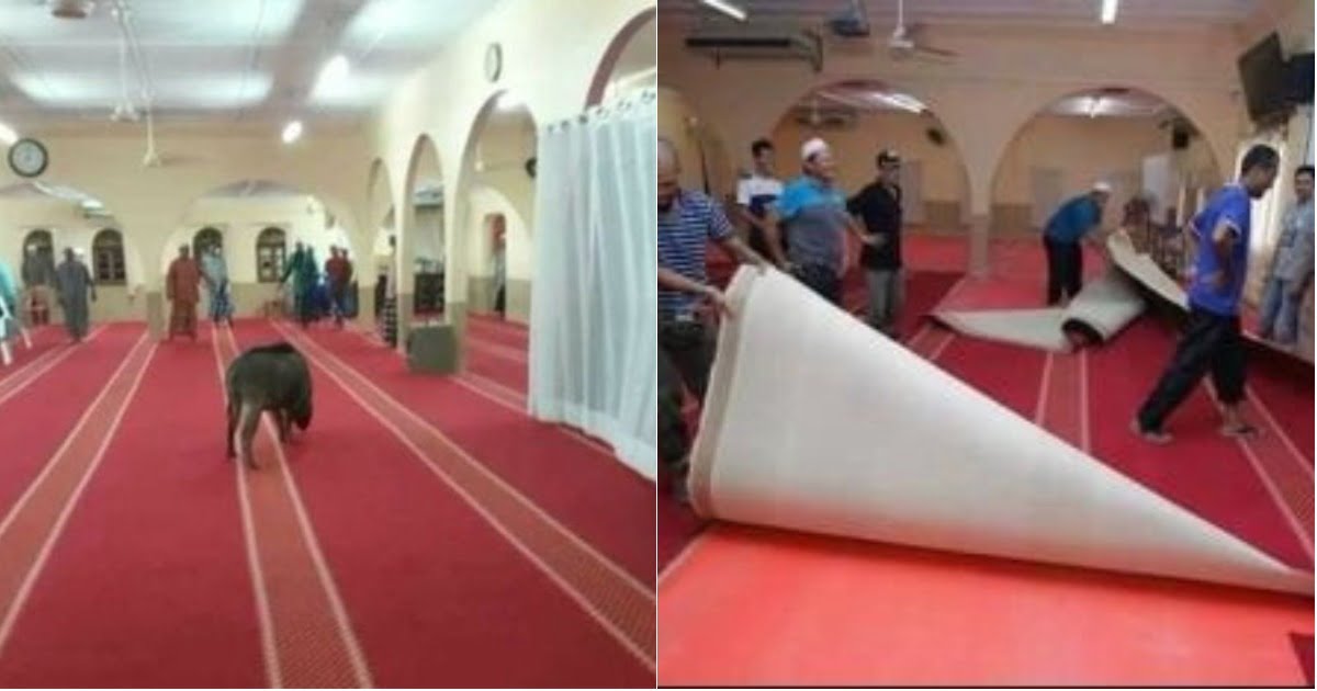 The Pig Broke Into The Mosque In The Midst Of Namaz