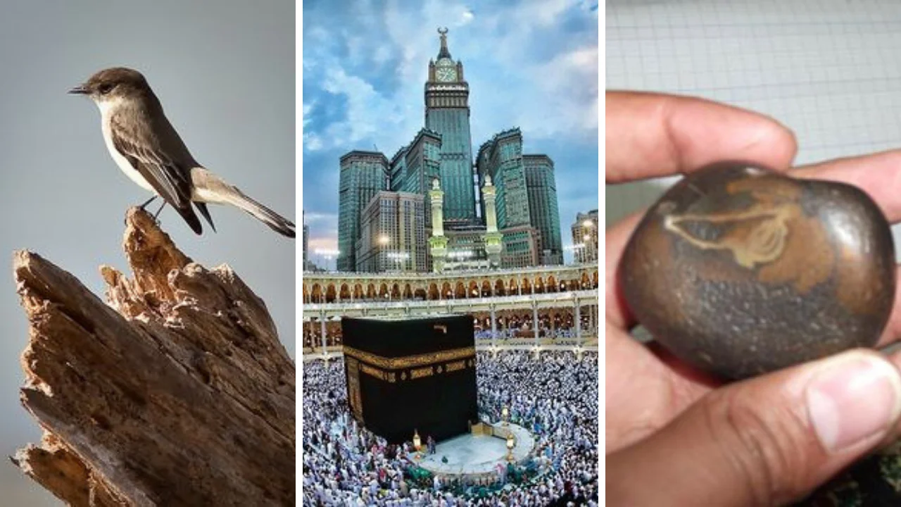 How Ababeel Protected Kaaba When It Was Attacked Surah Al Fil