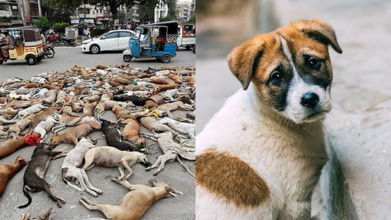 Islam Says About Killing Stray Dogs