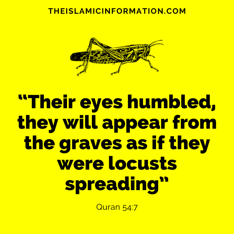 Quran Locusts