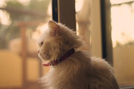 Muezza prophet muhammad cat