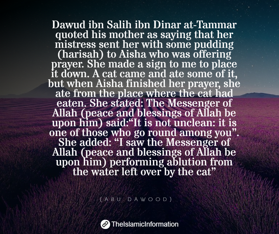 Did Prophet Muhammad PBUH Have a Cat Named Muezza?