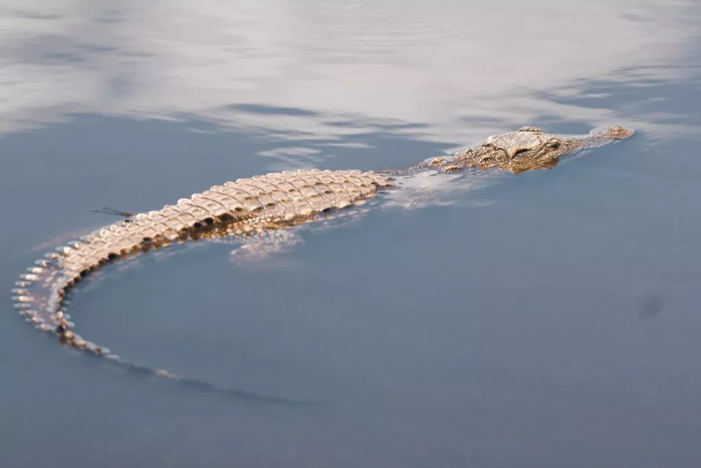 Alligators crocodiles Halaal or Haraam in Islam