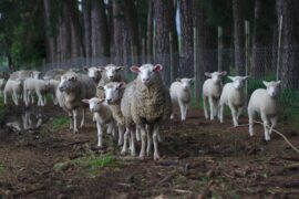 Qurbani Udhiya Eligibility Rules Nisab Distribution