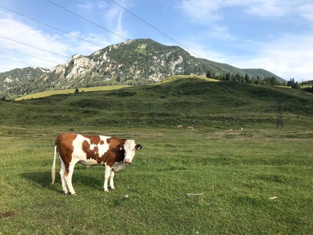 distribution de viande après avoir effectué Qurbani