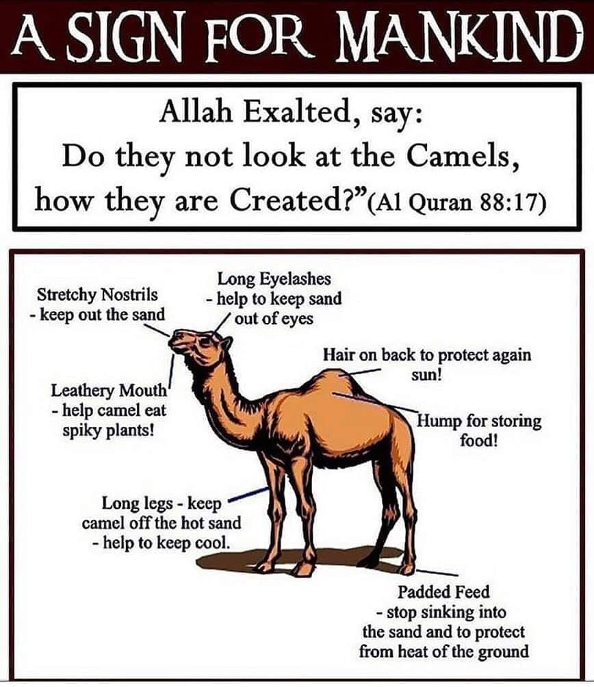The Amazing Ability of Camels As Proven In The Quran