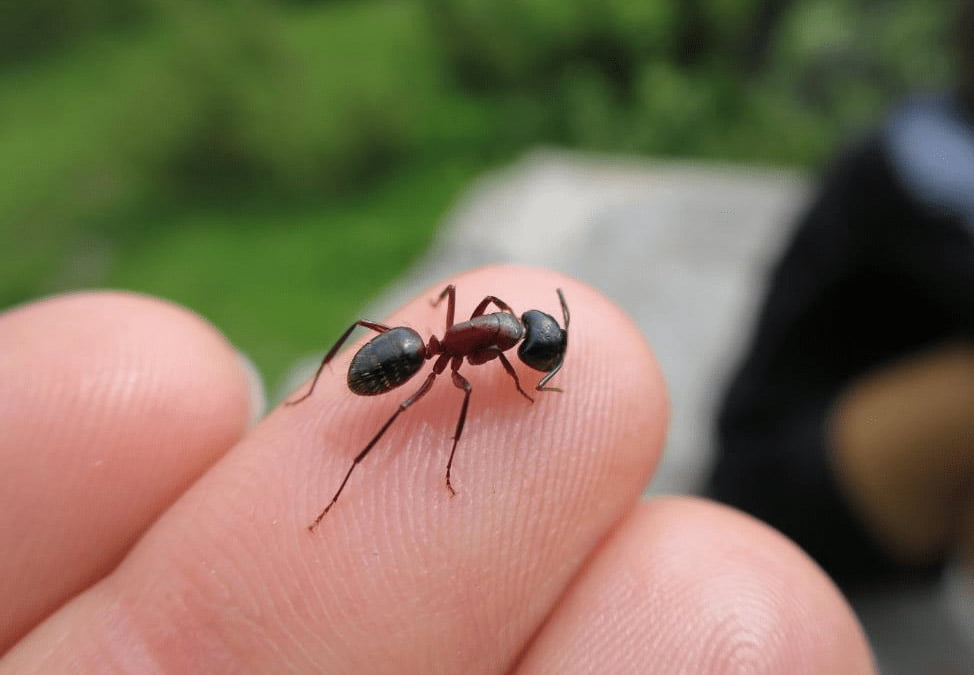 Why We Cant Kill Ants Even If It Bites Us