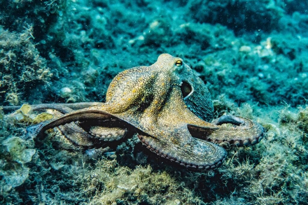 Octopus in the sea