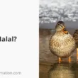duck halal