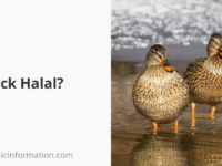 Is Lobster Halal? Can Muslims Eat It? 2025