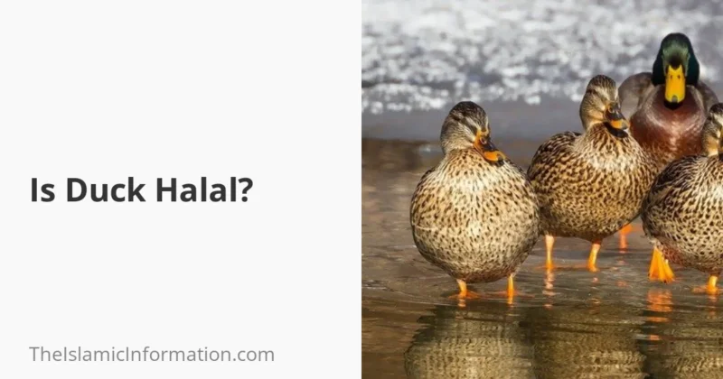 Is Duck Halal Can Muslims Eat It 2024 is-duck-halal-can-muslims-eat-it-2024