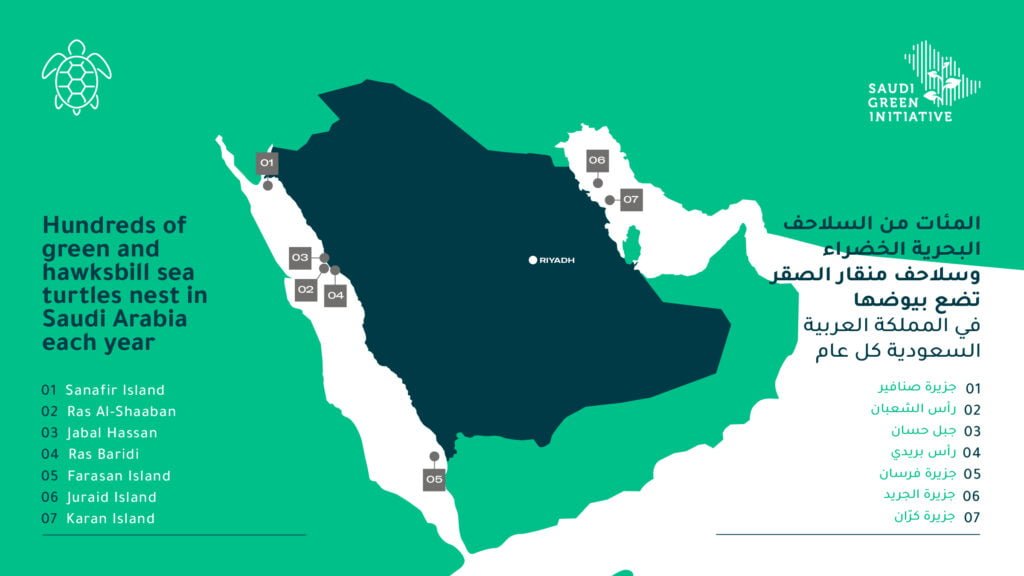 green and hawksbill sea turtles nest in saudi arabia