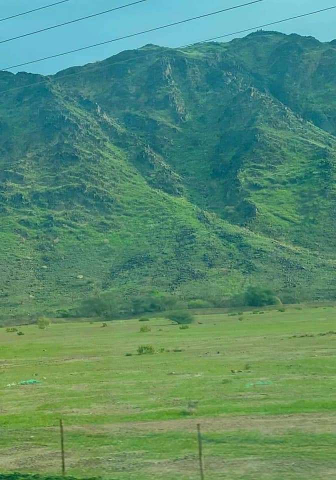 Greenery in Makkah after rain3