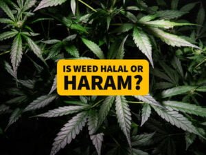 Is WEED Halal or Haram