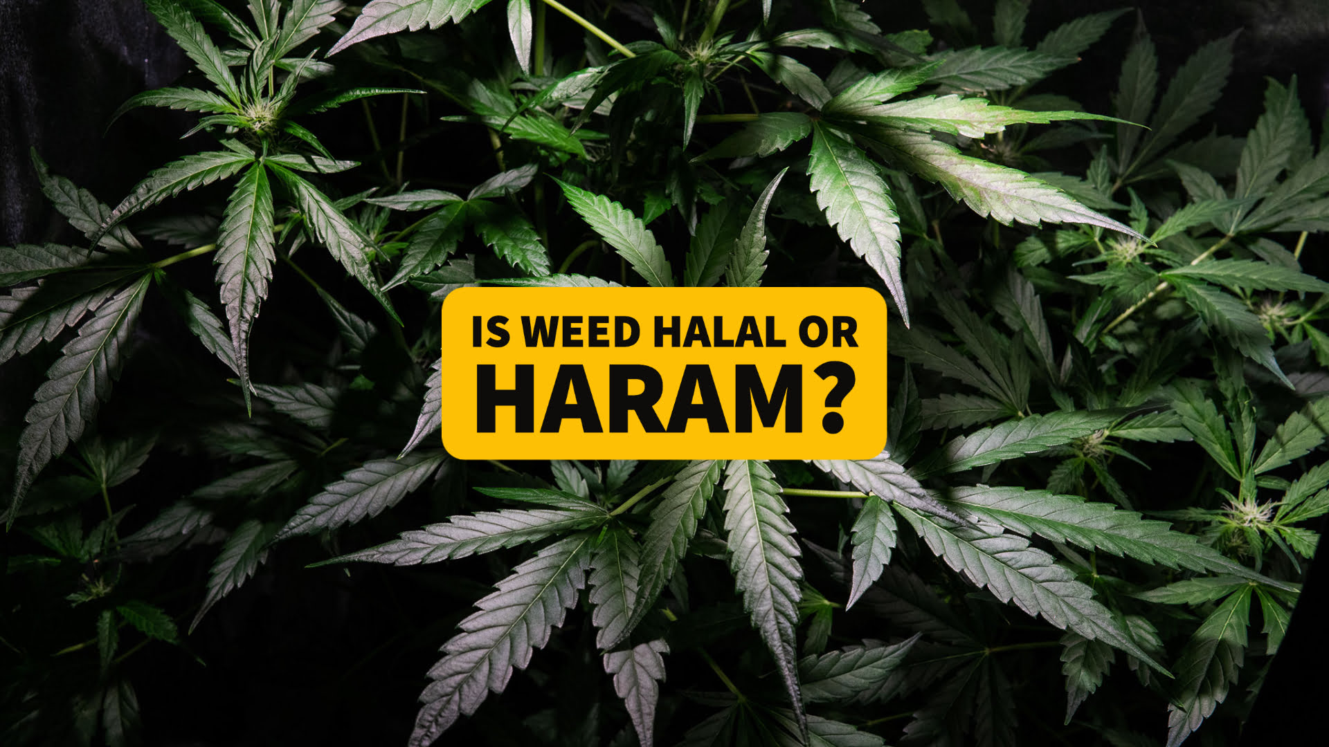 Is WEED Halal or Haram