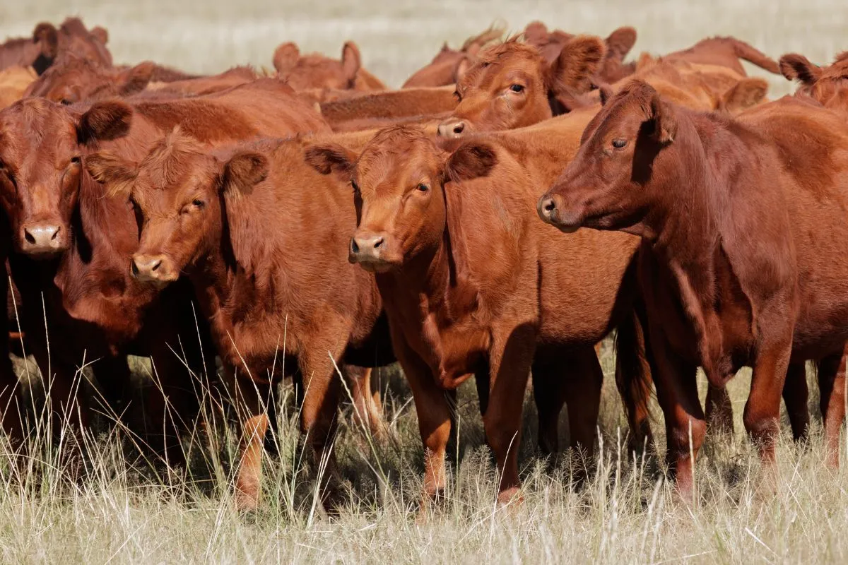 Is Red Heifer Sacrifice Connected to Dajjal?