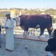 Israelis Perform Red Heifer Ritual Near Al Aqsa Mosque august 2024