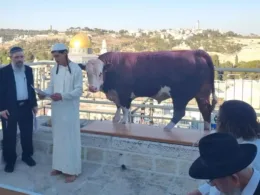 Israelis Perform Red Heifer Ritual Near Al Aqsa Mosque august 2024