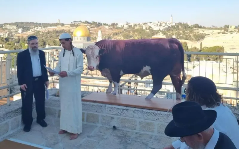 Israelis Perform Red Heifer Ritual Near Al Aqsa Mosque august 2024