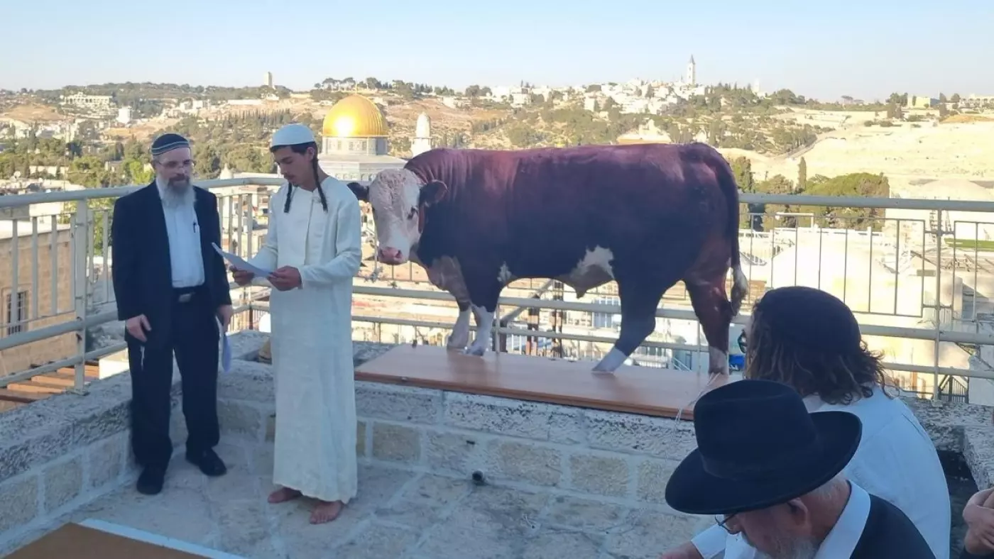 Israelis Perform Red Heifer Ritual Near Al Aqsa Mosque august 2024