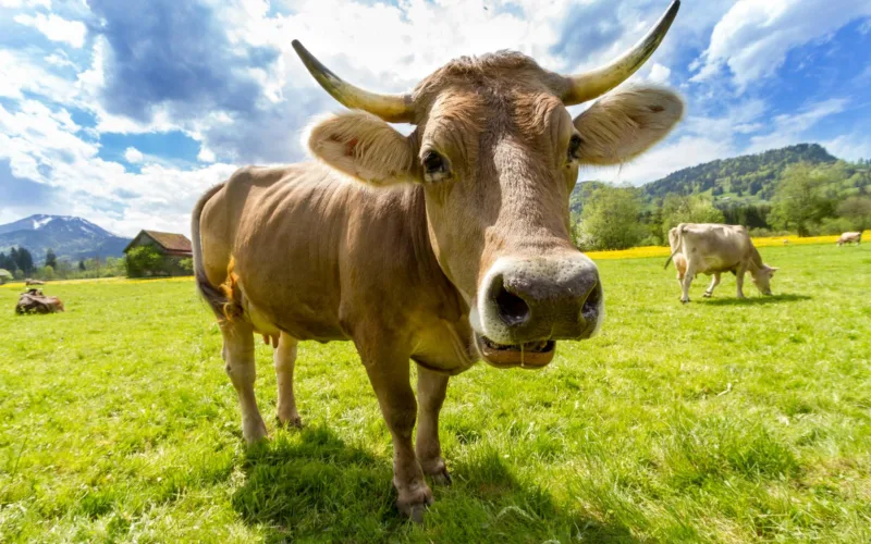 cow