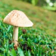 Close up of a Mushroom on Green Grass Outdoors