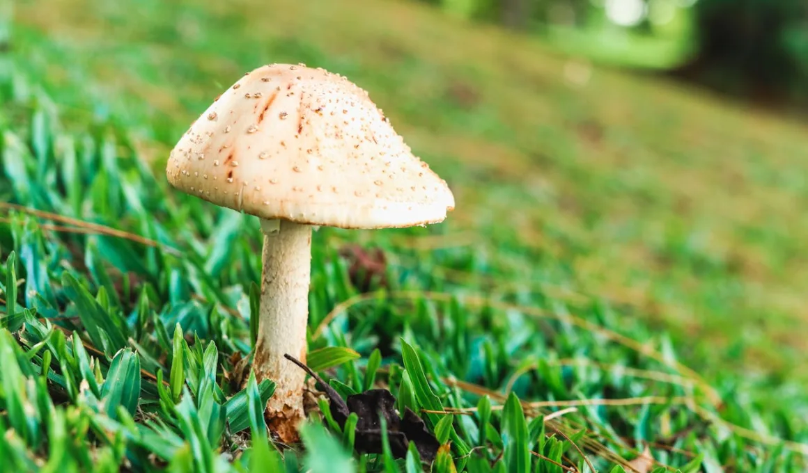 Close up of a Mushroom on Green Grass Outdoors