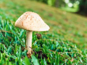 Close up of a Mushroom on Green Grass Outdoors