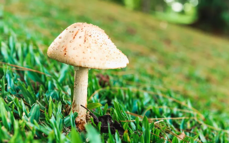 Close up of a Mushroom on Green Grass Outdoors