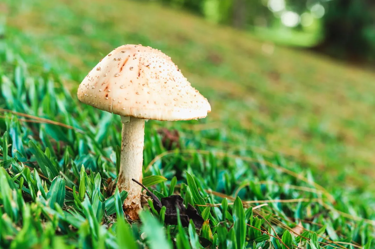 Close up of a Mushroom on Green Grass Outdoors