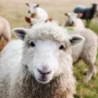 cute lamb