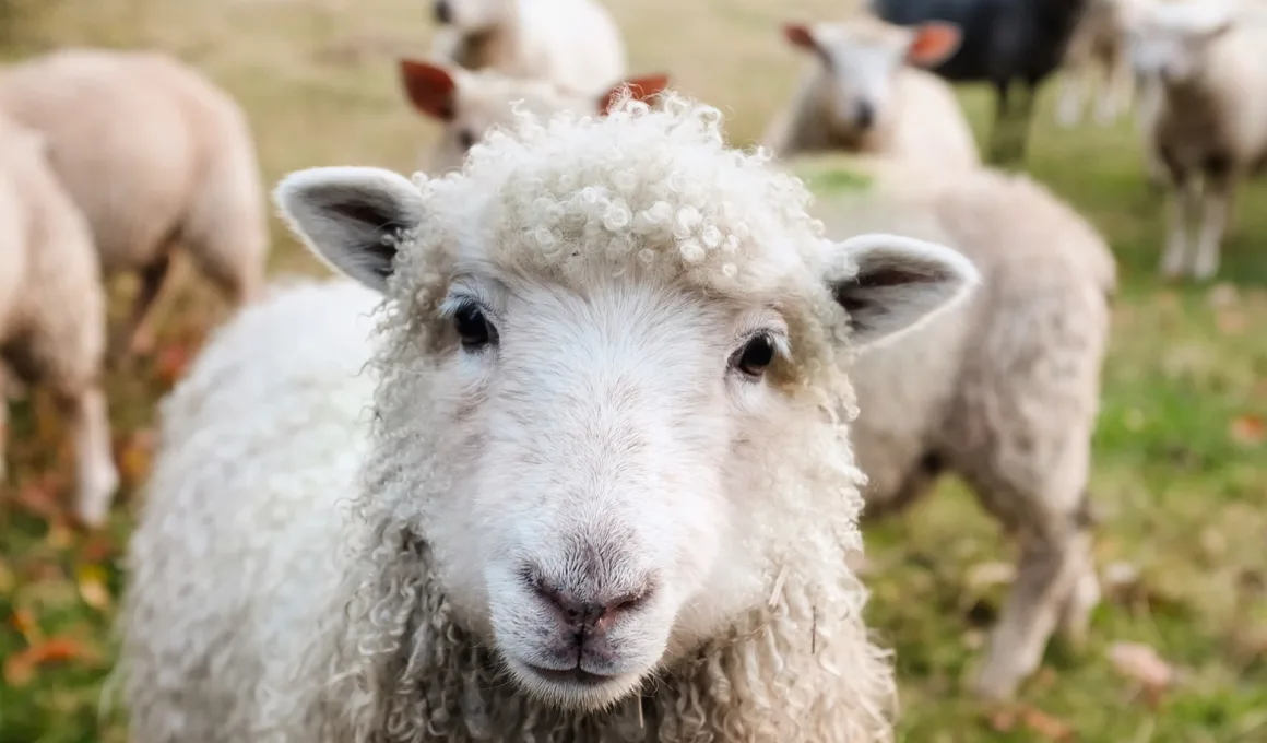 cute lamb