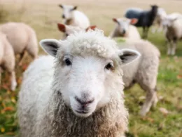 cute lamb