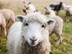 cute lamb