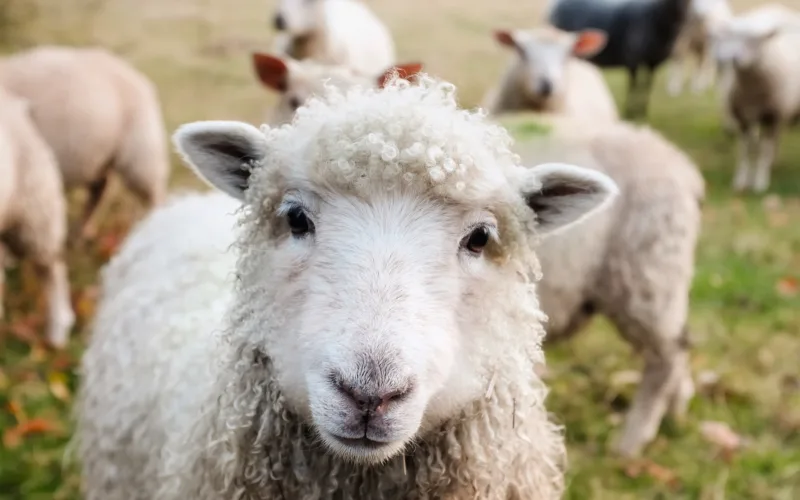 cute lamb