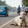 indian cow sitting on the road