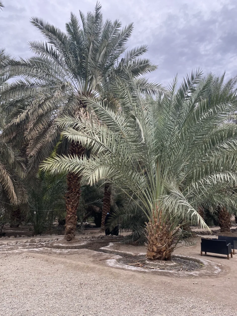 Ethiq Well: Where People of Madinah Greeted the Prophet (PBUH) Location and Significance 6 ethiq well 1