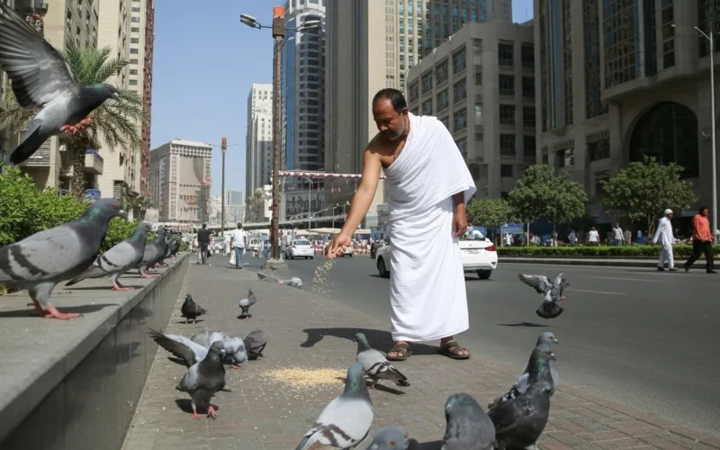 pilgrim in ihram feeding pigeons makkah