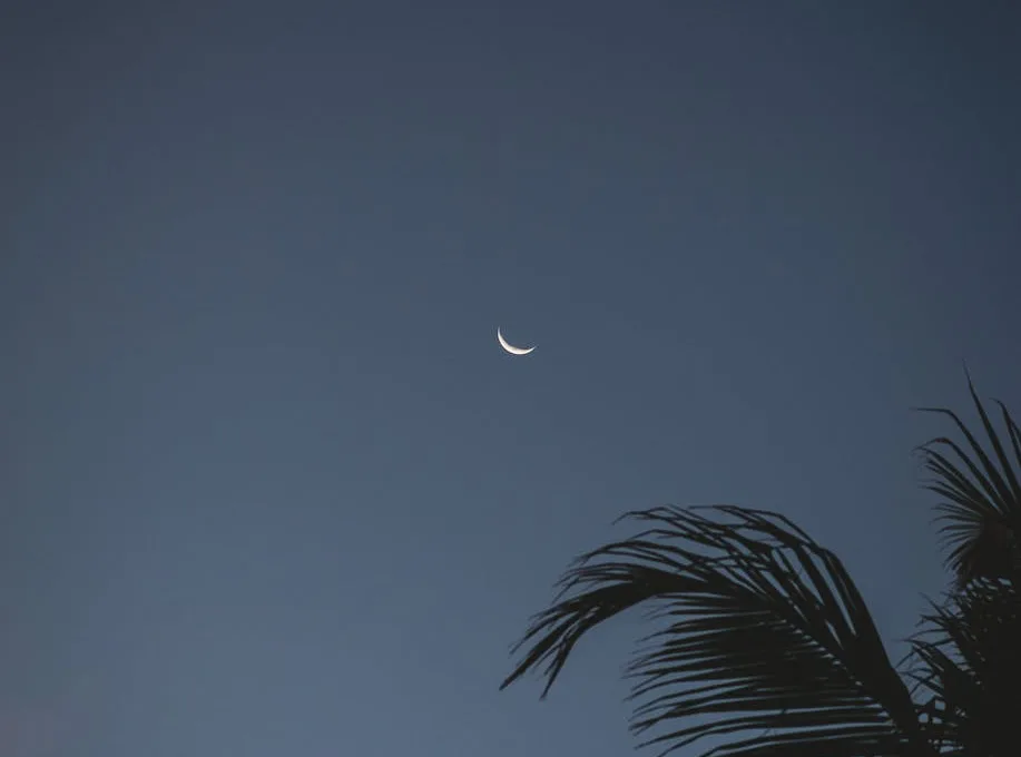 a crescent moon and silhouetted palm tree leaves