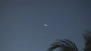 a crescent moon and silhouetted palm tree leaves