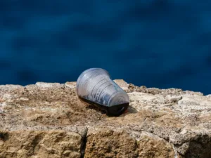 discarded plastic cup on rocky shoreline